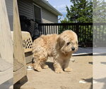Small Shih Tzu Mix