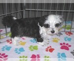 Small #8 Maltese-Poodle (Toy) Mix