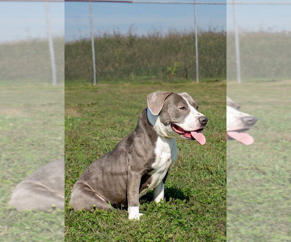 Medium Photo #4 Mutt Puppy For Sale in Abbeville, LA, USA