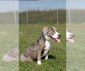 Gabriel - Male Mutt Dog for Adoption - Photo #4