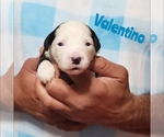 Small Photo #2 Sheepadoodle Puppy For Sale in EASLEY, SC, USA