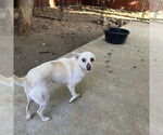 Small #1 Chihuahua Mix