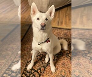 Unknown-white german shepherd Mix Dogs for adoption in Hoffman Estates, IL, USA