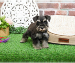 Small #2 Schnauzer (Miniature)