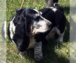 Basset Hound Dogs for adoption in Deepwater, NJ, USA