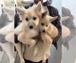 Small Photo #107 Pomsky Puppy For Sale in LOVELAND, CO, USA