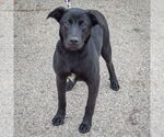 Small #4 German Shepherd Dog Mix