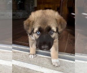 Alaskan Husky-Belgian Malinois Mix Puppy for sale in HOUSTON, TX, USA