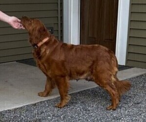 Mother of the Golden Retriever puppies born on 08/28/2026