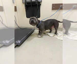 Bulldog Dogs for adoption in Fremont, CA, USA
