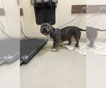 Small Bulldog