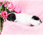 Small #9 Fox Terrier (Smooth)-Fox Terrier (Toy) Mix
