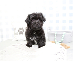 Small Photo #1 YorkiePoo Puppy For Sale in MARIETTA, GA, USA