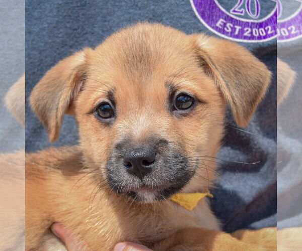 Medium Photo #2 American Staffordshire Terrier-Pomeranian Mix Puppy For Sale in Huntley, IL, USA