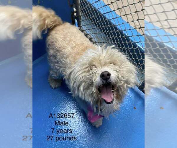 Medium Photo #1 Maltese-Unknown Mix Puppy For Sale in Calgary, Alberta, Canada