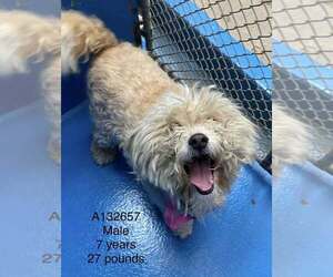 Maltese-Unknown Mix Dogs for adoption in Calgary, Alberta, Canada