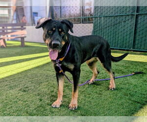 Shepweiller Dogs for adoption in Pasadena, CA, USA