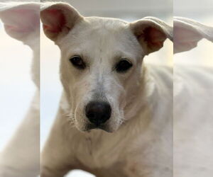 Willow - Female Labrador Retriever-Unknown Mix Dog for Adoption - Photo #4