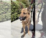 Small Photo #3 German Shepherd Dog Puppy For Sale in Van Nuys, CA, USA