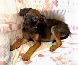 Nancy - Female Mutt Dog for Adoption - Photo #3