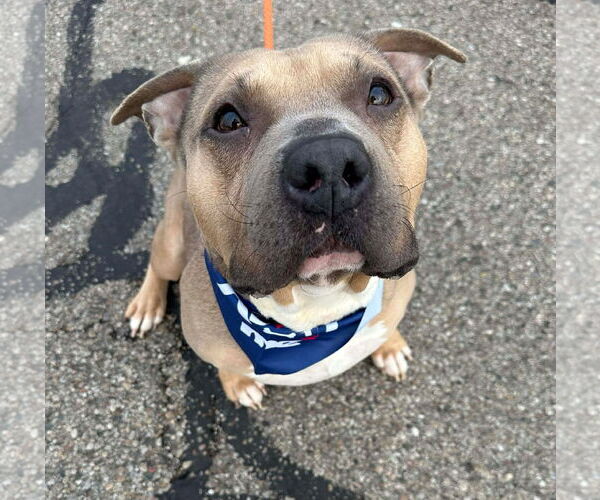 Medium Photo #4 Staffordshire Bull Terrier-Unknown Mix Puppy For Sale in Germantown, OH, USA