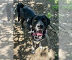 Small #4 Labrador Retriever Mix