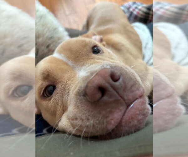 Medium Photo #9 Mutt Puppy For Sale in Canton, CT, USA