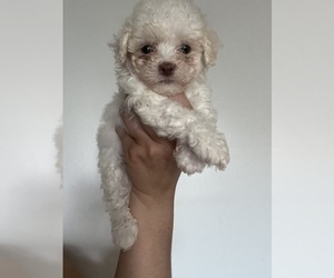 Mal-Shi Puppy for sale in COMPTON, CA, USA