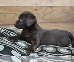 Small Photo #4 Labrador Retriever Puppy For Sale in GREENWOOD, WI, USA