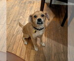Small Photo #3 Puggle Puppy For Sale in Oakhurst, NJ, USA