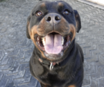 Small #2 Rottweiler