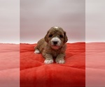 Small Photo #12 Goldendoodle Puppy For Sale in SACRAMENTO, CA, USA
