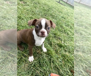 Boston Terrier Puppy for sale in BEECH GROVE, IN, USA