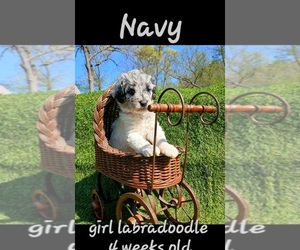 Miniature Labradoodle Puppy for sale in MILLVILLE, MN, USA