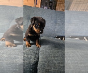 Rottweiler Puppy for Sale in BRADFORD, New York USA