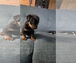 Small Rottweiler