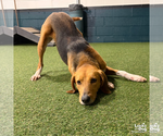 Small #6 Treeing Walker Coonhound Mix