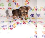 Small #9 Yorkshire Terrier