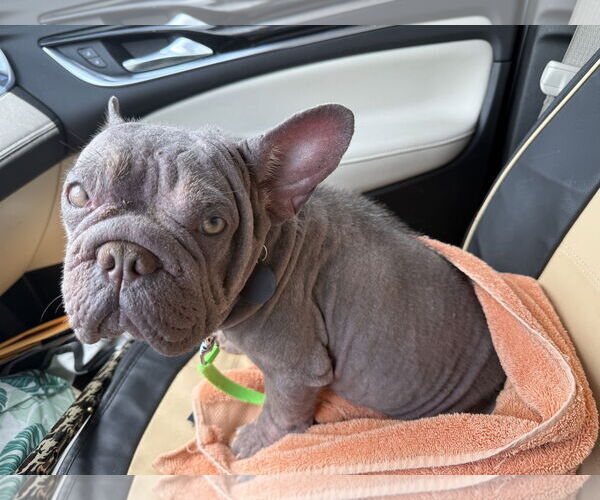Medium Photo #4 French Bulldog Puppy For Sale in Royal Palm Beach, FL, USA