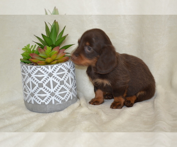 Medium Photo #4 Dachshund Puppy For Sale in GREENWOOD, WI, USA