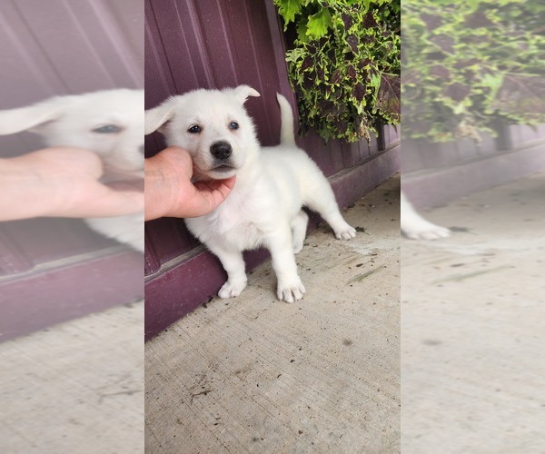 Medium Photo #6 German Shepherd Dog Puppy For Sale in GREENWOOD, WI, USA