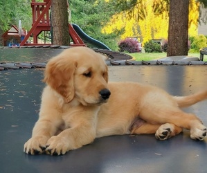 Golden Retriever Puppy for sale in MAPLE FALLS, WA, USA