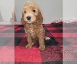 Small #1 Goldendoodle