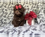 Small #3 ShihPoo