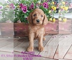 Puppy Molly Goldendoodle