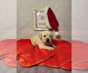 Labrador Retriever Puppy for sale in MAYSVILLE, GA, USA
