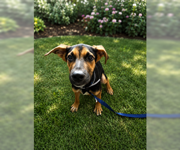 Medium Photo #5 German Shepherd Dog-Great Dane Mix Puppy For Sale in San Diego, CA, USA
