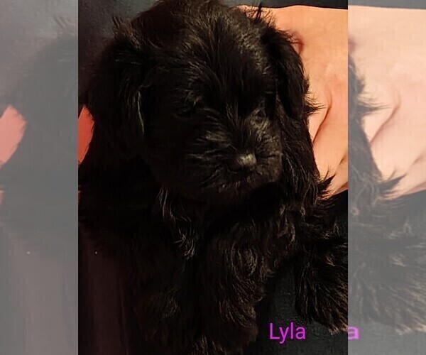 Medium Photo #12 Schnauzer (Miniature) Puppy For Sale in ENID, OK, USA