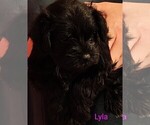 Puppy Puppy 2 Lyla Schnauzer (Miniature)
