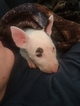 Small Photo #88 Bull Terrier Puppy For Sale in JACKSON, MI, USA